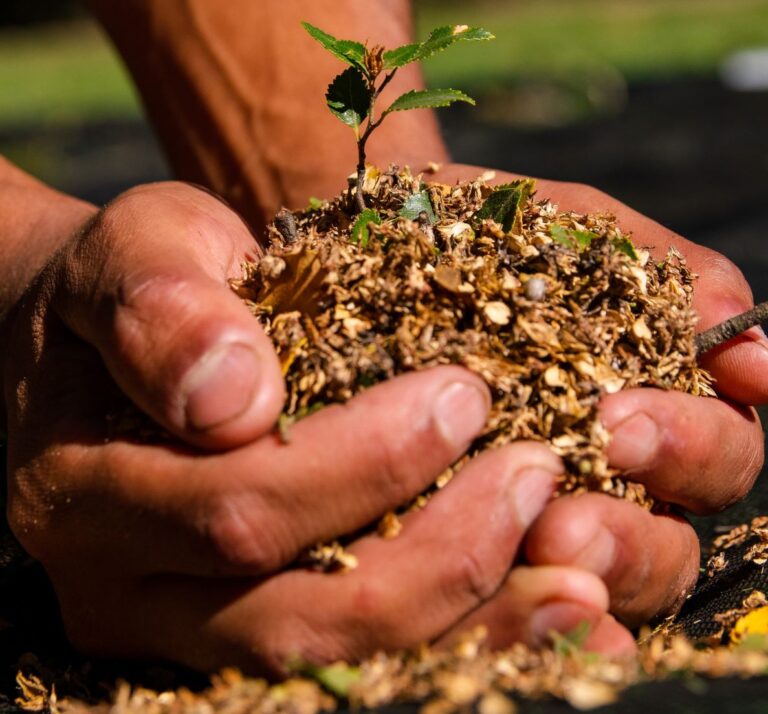 Plantan árboles nativos para restaurar bosques en la Patagonia