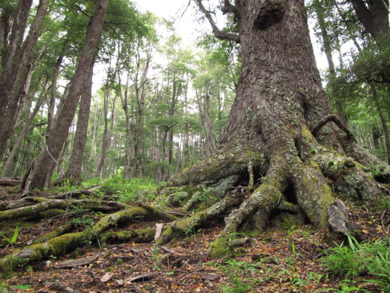 Lanzan un nuevo micrositio sobre la Ley de Bosques Nativos 