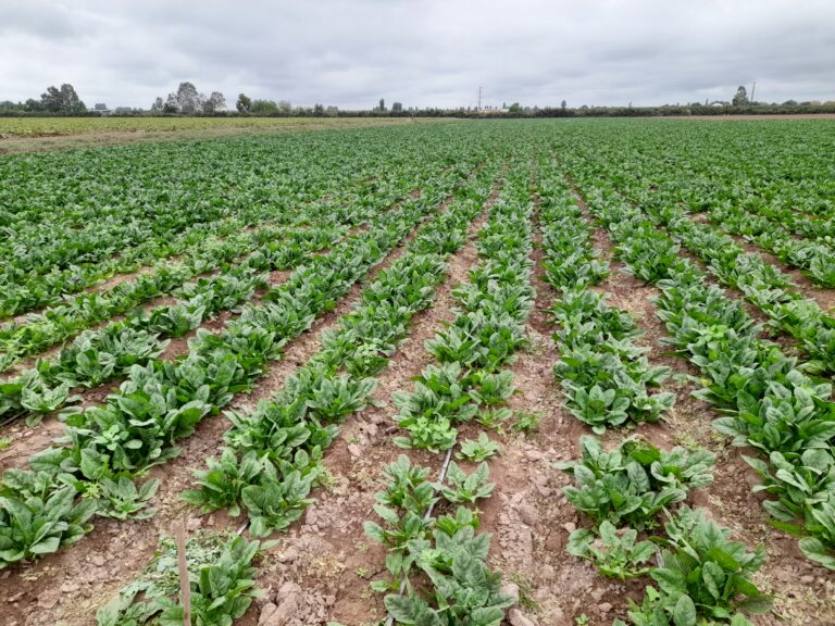 El sector agropecuario se posiciona como motor de la economía argentina
