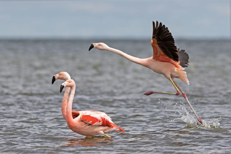Aves Argentinas donará dos inmuebles para consolidar el Parque Nacional Ansenuza