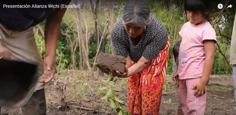 Crean viveros de árboles cultivados por las comunidades para reforestar el Gran Chaco