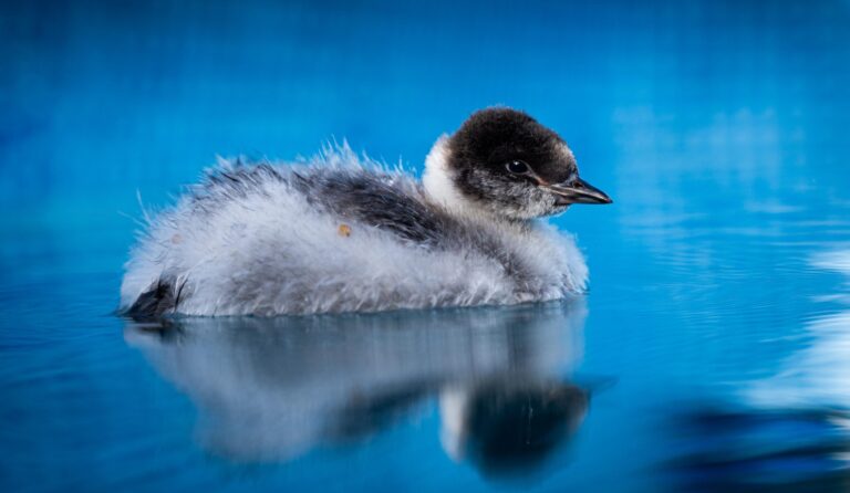 Ejemplares de Macá Tobiano criados en cautiverio fueron liberados en su hábitat