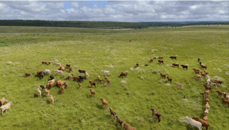 Una red impulsa soluciones regenerativas contra la desertificación