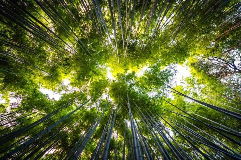 Alcanzan la calificación A en sus acciones frente al cambio climático