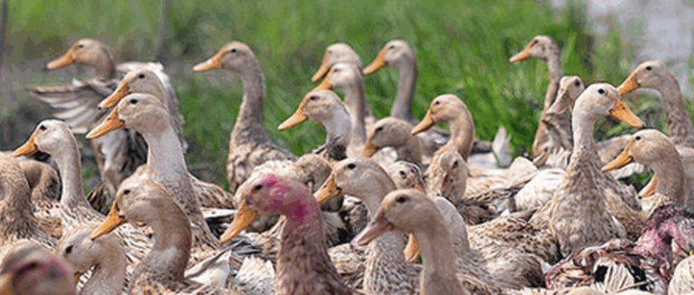 Las enfermedades de origen animal amenazan la salud humana
