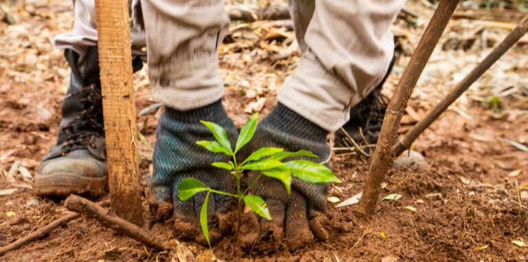 Mercado de Carbono: Se multiplican los proyectos agroforestales en el país