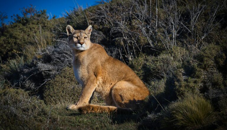 Declaran al Mercosur libre de tráfico de fauna silvestre y trofeos de caza