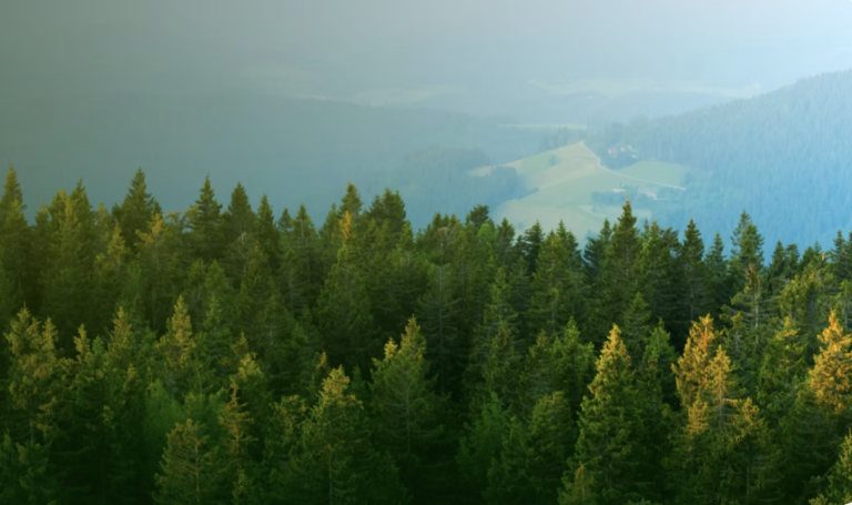 Emprendedores argentinos crean una IA que anticipa incendios forestales