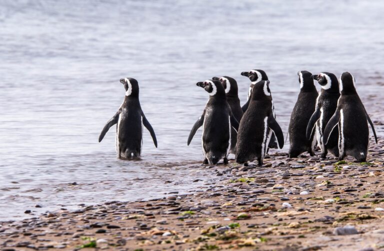 Banda de Pingüinos, un canal colaborativo para seguir la vida diaria de esas aves