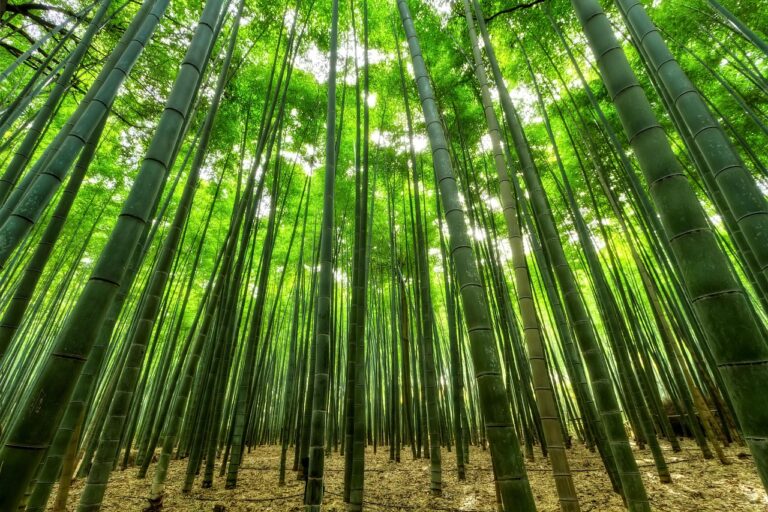 Avanzan los proyectos de reforestación en distintas zonas del país