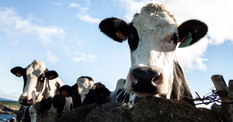 Promueven modelos ganaderos respetuosos de los ecosistemas chaqueños