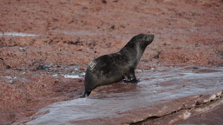 Tras las huellas de los lobos marinos de dos pelos
