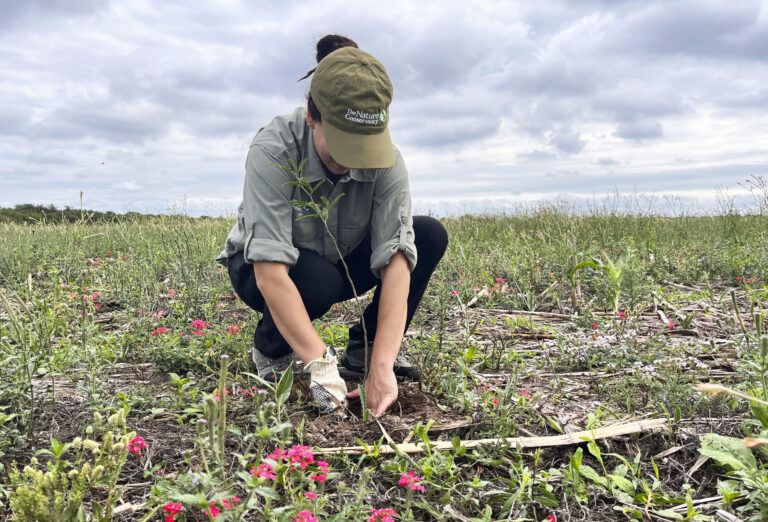 Plantan 100.000 árboles en un proyecto de restauración en Chaco