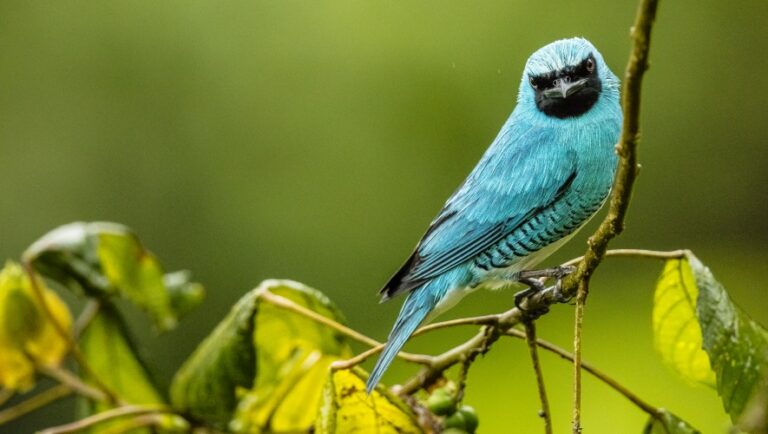 Cuatro proyectos de conservación que buscan voluntarios