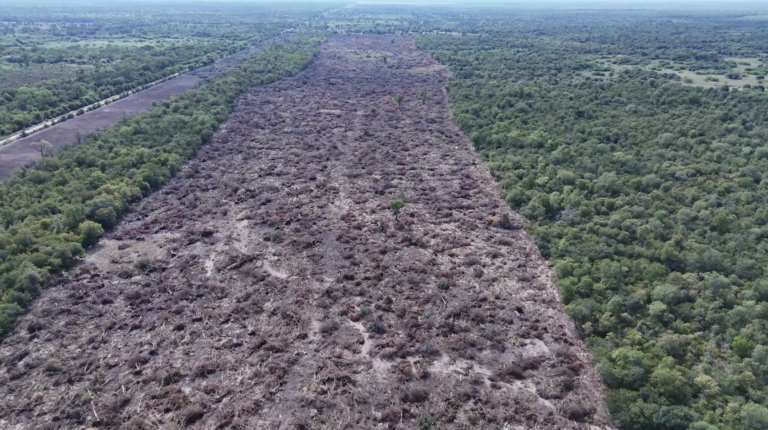 Alerta en el Chaco por el desmonte de 1.800 hectáreas de bosque nativo