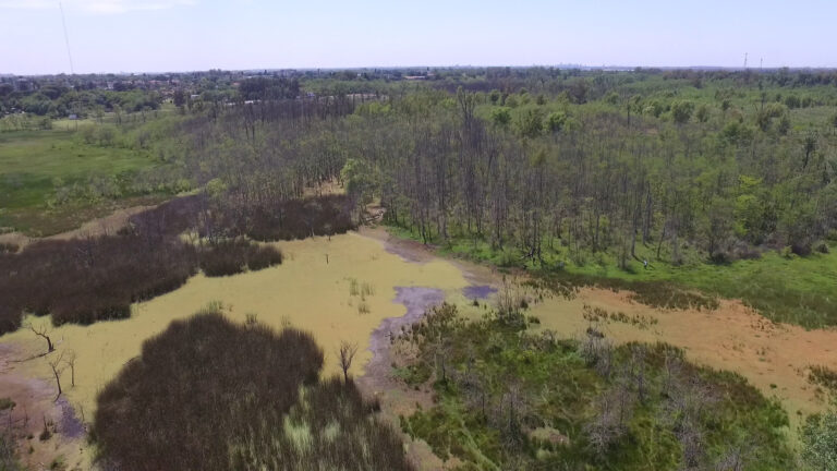 Cumplir las metas 2030 en biodiversidad, un desafío urgente en la Argentina